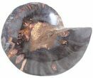 Split Black/Orange Ammonite (Half) - Unusual Coloration #55624-1